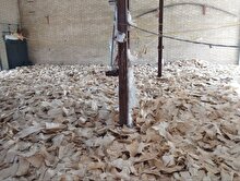 کشف انباری مملو از نان خشک در دورود