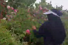 برگزاری اردوی یک روزه جهادی  به نیابت از شهدای خدمت در شهرستان بافت