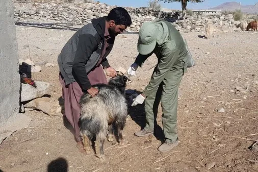 اردوی جهادی دامپزشکی در مناطق صعب&zwnj;العبور گنبکی برگزار شد