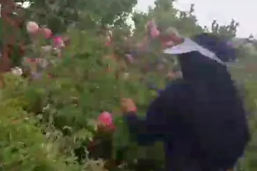 برگزاری اردوی یک روزه جهادی  به نیابت از شهدای خدمت در شهرستان بافت