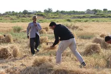 تجلی همدلی مردم و رزمندگان در کنار مزارع گندم/همراهی جهادی تیپ مکانیزه امام زمان (عج) نیروی زمینی سپاه با کشاورزان منطقه