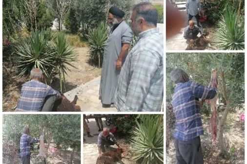 قربانی نمودن ششمین راس گوسفند در ماه صفر