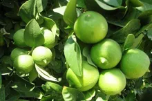 رودان میزبان چهارمین جشنواره ملی لیموترش و دومین جشنواره ملی خرما می‌شود